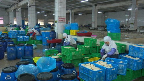 寶應縣強化藕制品企業執法檢查，依法整治藕渣亂倒問題